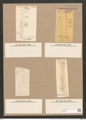Pleurosigma sinense var. calcutense Grun. (de-Toni-Nr.: Genus 13, Species 1071) Zeichnungen Sammlung Grunow Nr. 1937 (NHMW-BOT-W0369072)